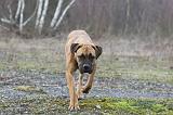CANE CORSO 739